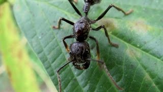 Holding a bullet ant Paraponera clavata [upl. by Pease]