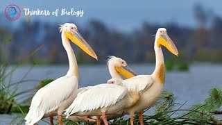 Pelican unique wildlife species  Great white pelican  Pelican sound  Pelican bird [upl. by Jareen]