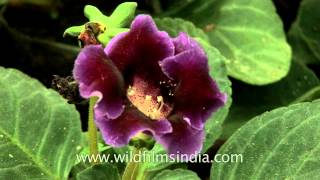 Gloxinia flowering in an Indian garden [upl. by Tadashi]