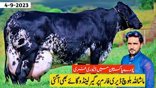 Girlando Cow For Sale In Pakistan  Baloch Dairy Farm  Cow Farm  Pk Janwar Mandi [upl. by Anoi]