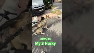 Alright Look at that—3 husky saka isang bulldogeveryone husky [upl. by Retepnhoj]