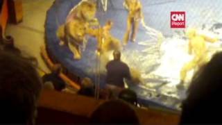 CNN Lion attack captured on video [upl. by Aurlie]