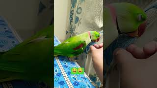 My Climber🤠😎😝😛funnyparrot [upl. by Branen885]