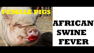 AFRICAN SWINE FEVER [upl. by Eiwoh991]