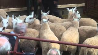 Longtown Mart Cheviot Mule Sheep Breeding Sale  August 26th 2014 [upl. by Torras252]