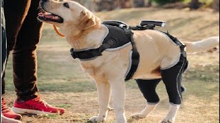 Adjustable Knee Brace for Dogs Back Leg Hinged Dog Knee Brace for Torn ACL Hind Leg Review [upl. by Arramat]