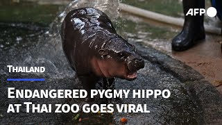 Endangered pygmy hippo at Thai zoo goes viral  AFP [upl. by Attoynek]