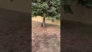 EPIC SHOWDOWN Mini Dachshund vs Squirrel [upl. by Dnaltroc]