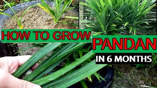 HOW TO GROW PANDAN AT HOME IN 6 MONTHS [upl. by Chemarin]