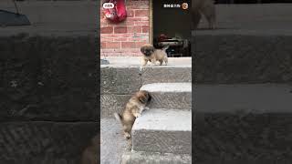 shortvideo cat cute puppycute ❤️😍 [upl. by Mochun576]