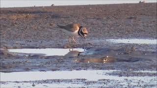 Common Ringed Plover eating worms [upl. by Eerdna]