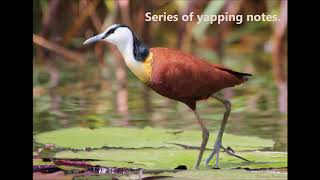 African Jacana call [upl. by Oynotna]