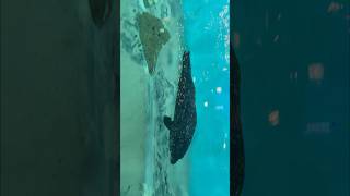 Seals 🦭 Jenkinson’s Aquarium travel explore aquarium nature cute water [upl. by Valenza]