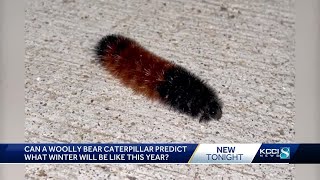 Can woolly bear caterpillars predict the weather [upl. by Magan672]