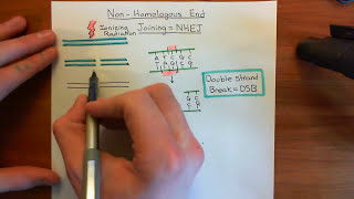 NonHomologous End Joining Part 1 [upl. by Agee]