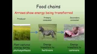 B1 Interdependence  Feeding amp Energy [upl. by Adria149]