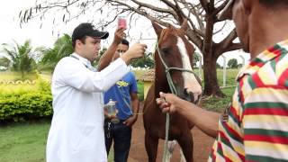 Veterinários em Ação  Dr Cacildo Filho [upl. by Inoliel]