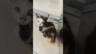 Boo Dee boo Dee pang pang cat doodee lovelypet cute kitty mycat everyone pets catlover [upl. by Mharba]