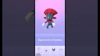 Sneasel Evolution Pokemon go sneasel weavile sneaselevolution pokemongo newpokemon evolution [upl. by Theta]