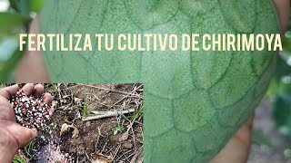 chirimoya fertilizando para mejorar la PRODUCCIÓN 🧑‍🌾🕵️🥰 [upl. by Calie]