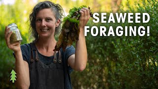 How to Forage Seaweed and Make A Delicious Seasoning Hands On with Milkwood Permaculture [upl. by French8]