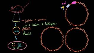 Parts of cloning vector ori rop cloning site markers  Biotechnology  Biology  Khan Academy [upl. by Dnomaid]