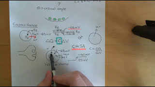 Methods for Investigating Exocytosis Part 6 [upl. by Egap]