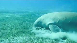 Dugong Sea Cow in Marsa Alam [upl. by Giacinta]