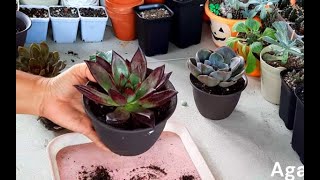 Potting my newly bought succulents gun n roses red vampire lola maria romeo rubin and dusty rose [upl. by Akoyin]