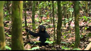 Disneynature  SCHIMPANSEN  Offizieller Trailer [upl. by Suivatra]