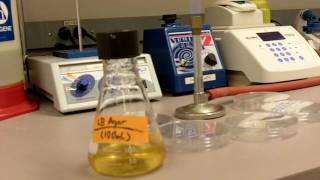 How to Pour Agar Plates [upl. by Mari]