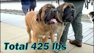 Siberian Husky meets two giant English Mastiffs with total weight 425 lbs [upl. by Oyr]