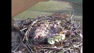 Sandpoint Osprey Cambaby goslings take there amazing jump from nest42413 [upl. by Ahsiad470]