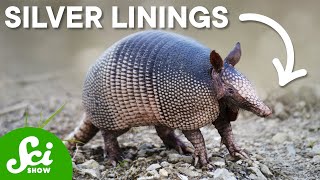 Armadillo Leprosy Could Save Your Life [upl. by O'Kelly721]