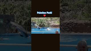 Spectacular Dolphin Show at Palmitos Park❤️ [upl. by Tennes]