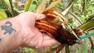 First Harvest of Heirloom King Philip Corn Part 1 [upl. by Venus155]