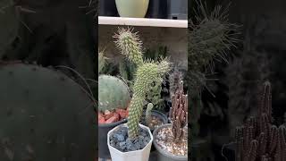 Cylindropuntia [upl. by Cob]