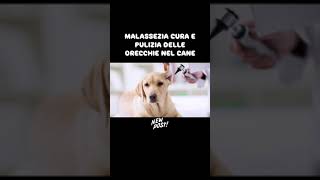 Malassezia  link nel primo commento non perderti l’intervista esclusiva con un veterinario cani [upl. by Yajeet]