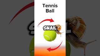 Snail 🐌 vs Cheetah 🐆 Tennis Ball 🥎 vs Vegas Sphere 🟡 Epic Race [upl. by Rogergcam]