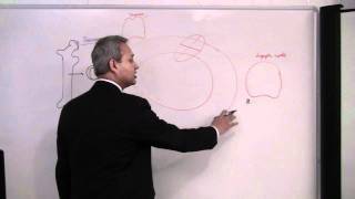 Immunology T Cells Lecture 7 part 14 [upl. by Erlond]