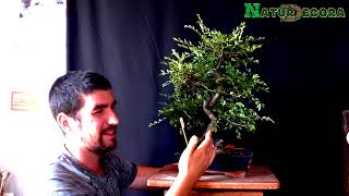 Bonsai comercial Olmo Chino Cuidados  Tips sobre su cultivo [upl. by Iroak]