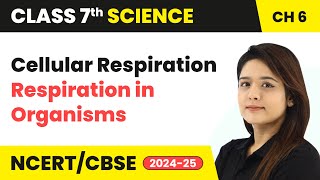 Cellular Respiration  Respiration in Organisms  Class 7 Science Chapter 6  CBSE 202425 [upl. by Regazzi371]