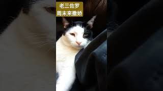 zorrothecat 吃饱 还是会粘着你的 老三 佐罗猫 太极猫 cat taichicat 爱撒娇 [upl. by Seidler]