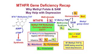 Methyl Folate Deficiency and Depression [upl. by Nyleuqaj]