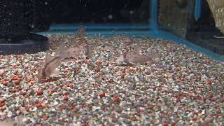 瑪代拉煙圈鼠CorydorasspCW111 斑馬鼠Corydorasrikbaktsa 日克巴賽鼠wildfish悠遊魚坊yoyofishroom [upl. by Eisseb701]