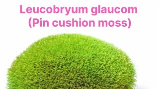 Leucobryum glaucum Pincushion moss Bryophyte that grows on rock botany bryophytes plants moss [upl. by Zaneski885]