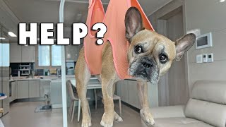 My IVDD French Bulldogs Post Surgery Care Routine [upl. by Falkner]