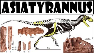 Új Tyrannosauridae Asiatyrannus xui [upl. by Orual644]