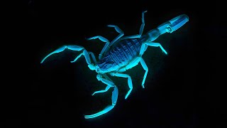 Deathstalker Scorpion 🕷 One of the Most Dangerous Arachnids on Earth [upl. by Jammal]