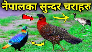 नेपालमा पाइने सुन्दर चराहरु  Beautiful Birds Found in Nepal  Rare Birds  Birds Video in Nepali [upl. by Althee]